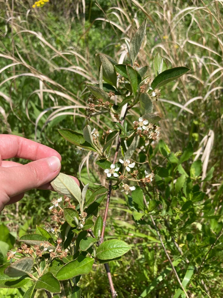 Aronia Arbutifolia