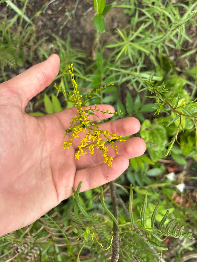 Solidago Odora