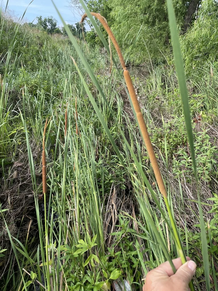 Typha Domingensis