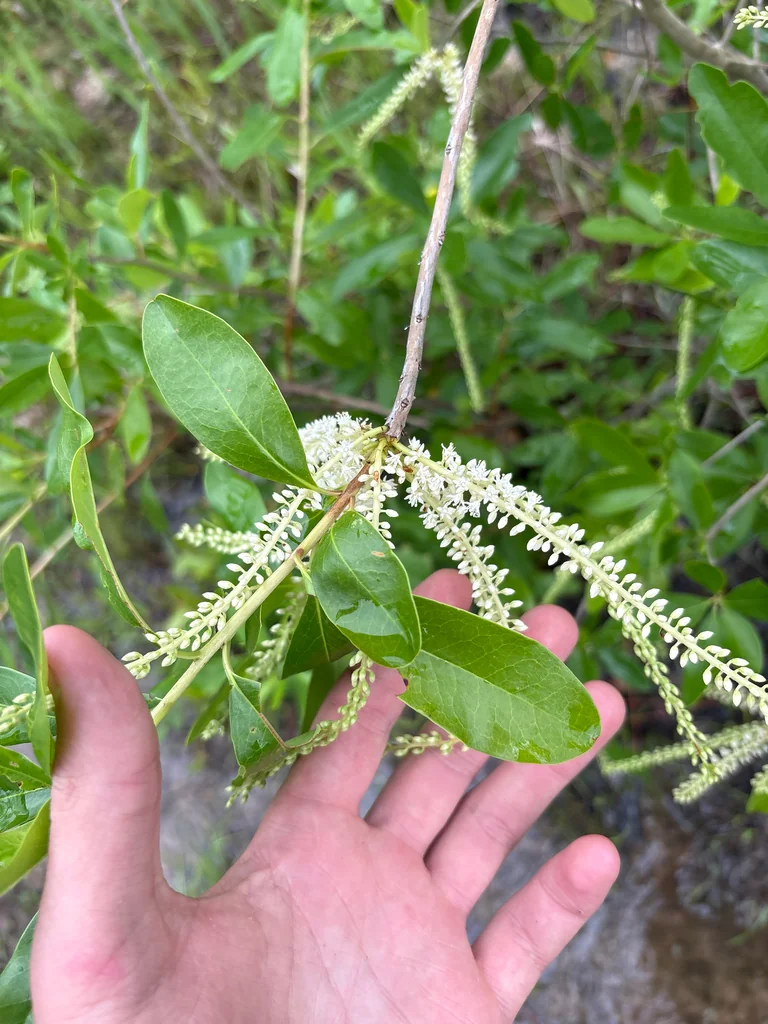 Cyrilla Racemiflora