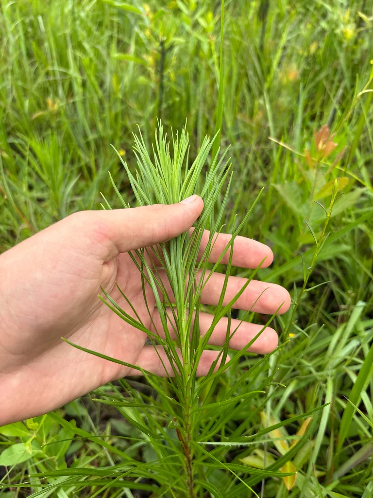 Liatris Spicata