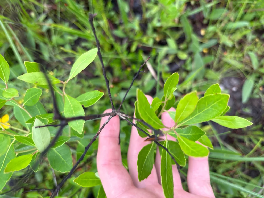 Ilex glabra