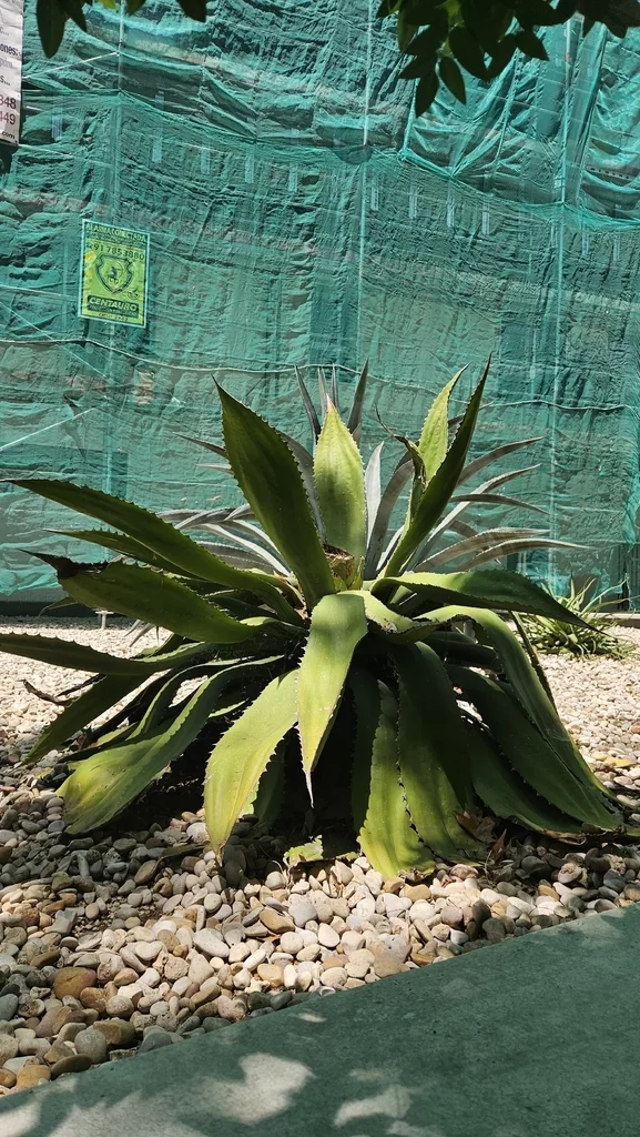 Agave Americana V. Marginata