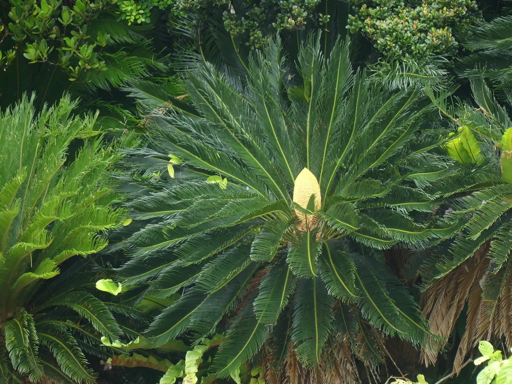 Cycas Revoluta