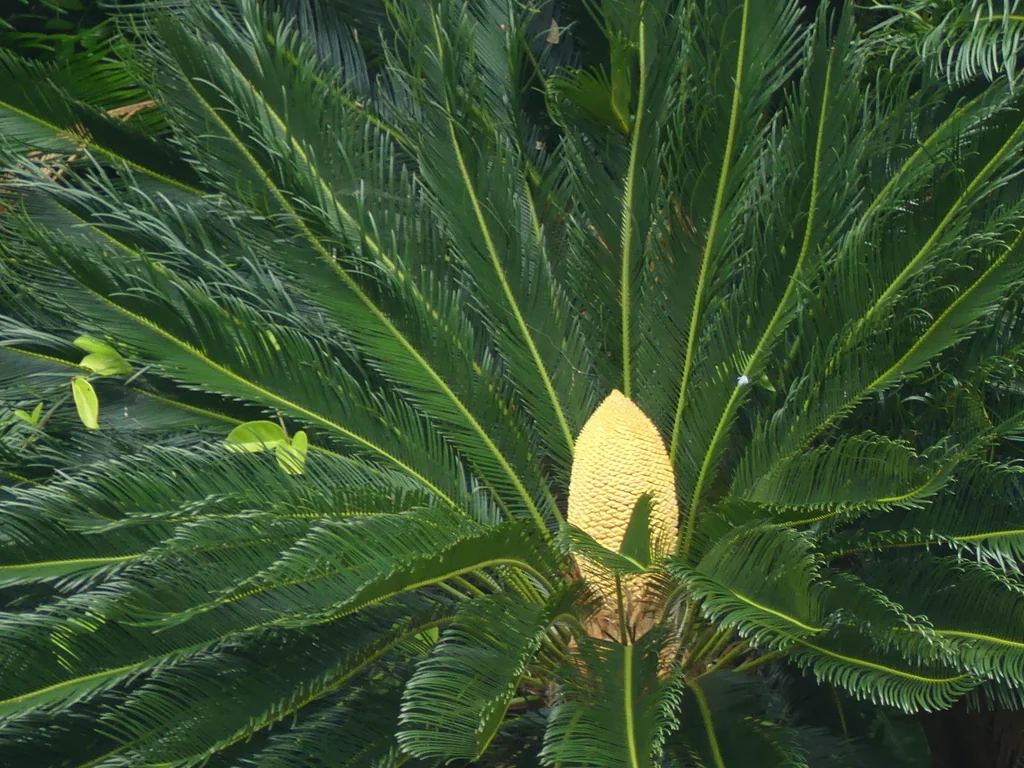 Cycas Revoluta