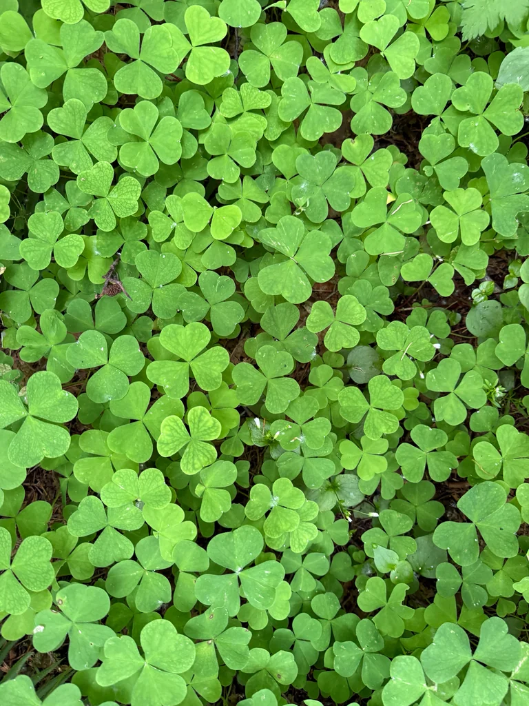 Oxalis Oregana
