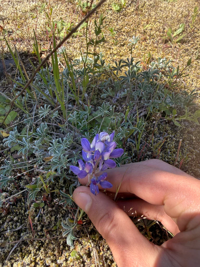 Lupinus Lepidus