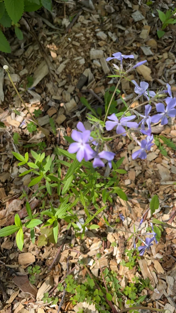 Phlox Divaricata