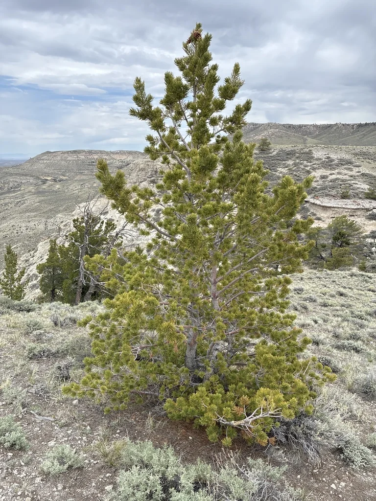 Pinus Flexilis