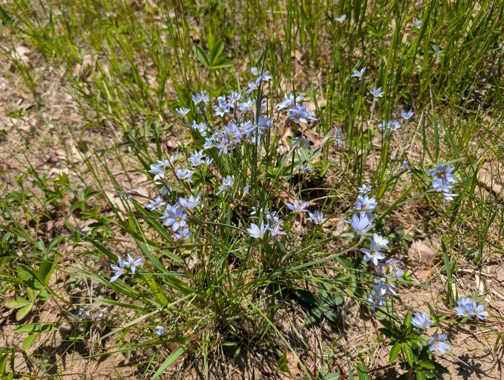 Sisyrinchium Campestre