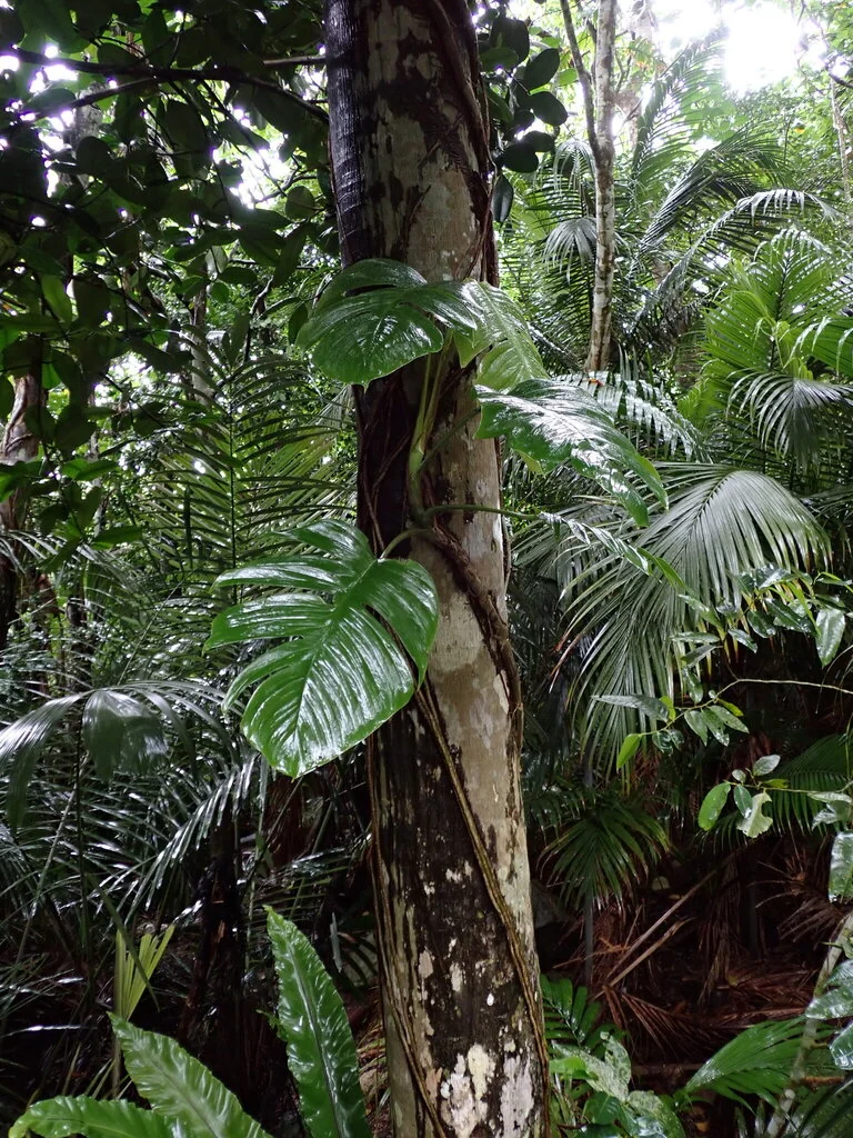 Epipremnum aureum