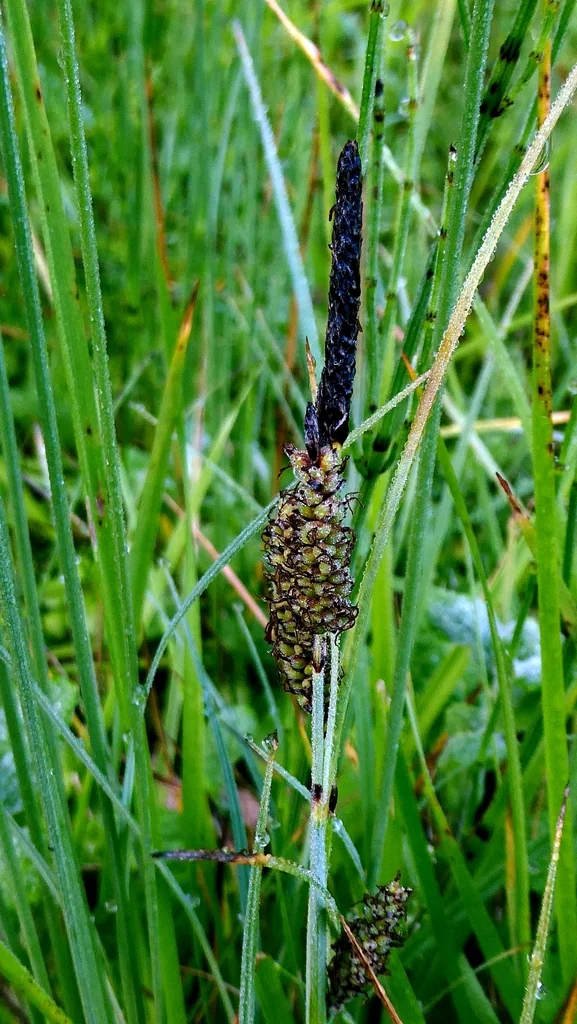 Carex Flacca