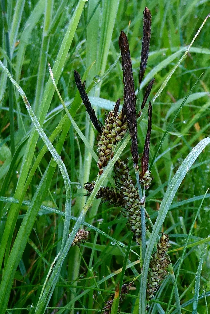 Carex Flacca