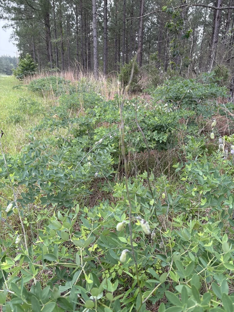 Baptisia Alba