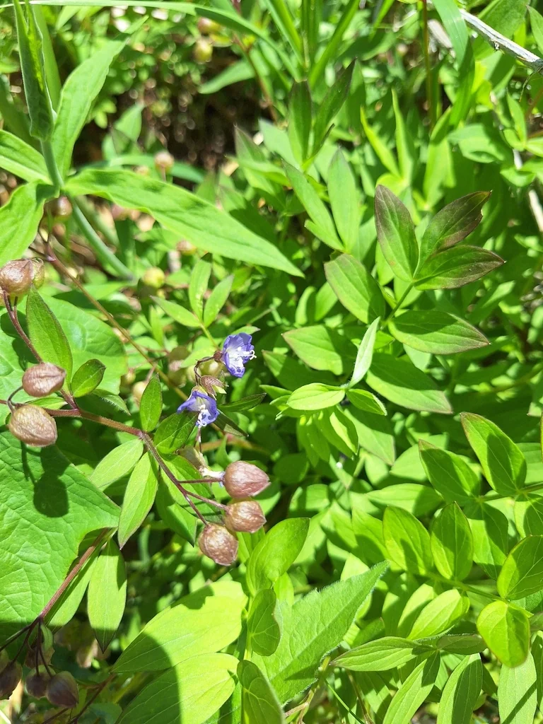 Polemonium Reptans