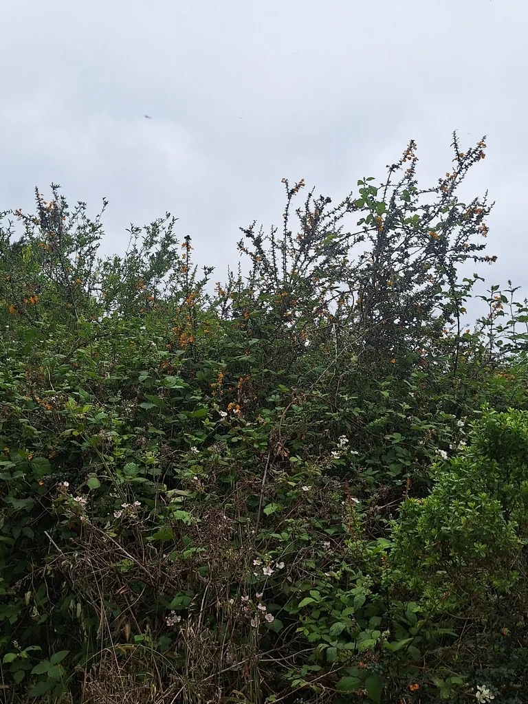 Berberis Darwinii