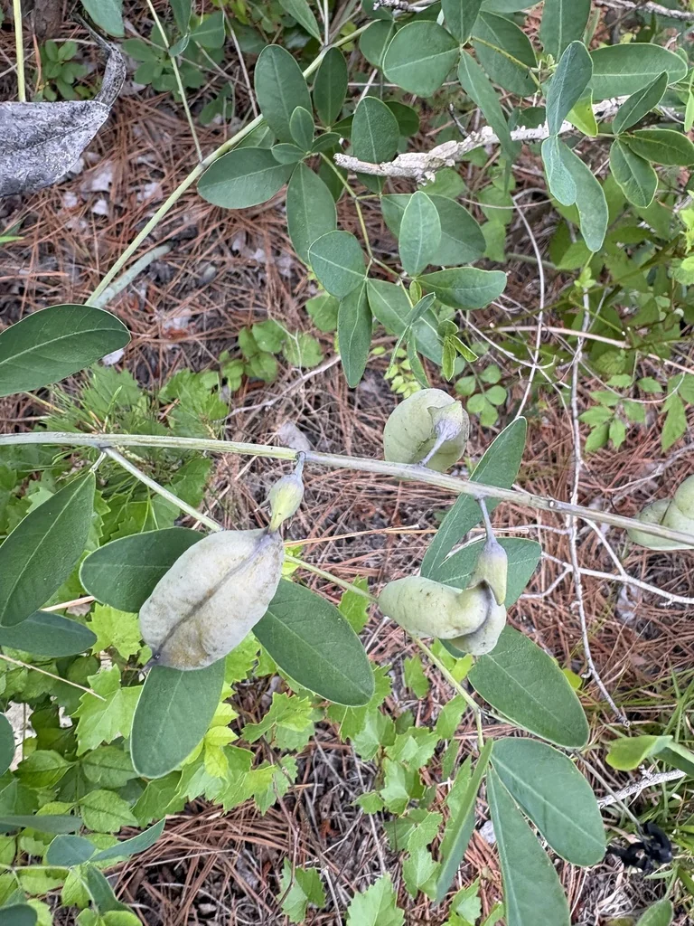 Baptisia Alba