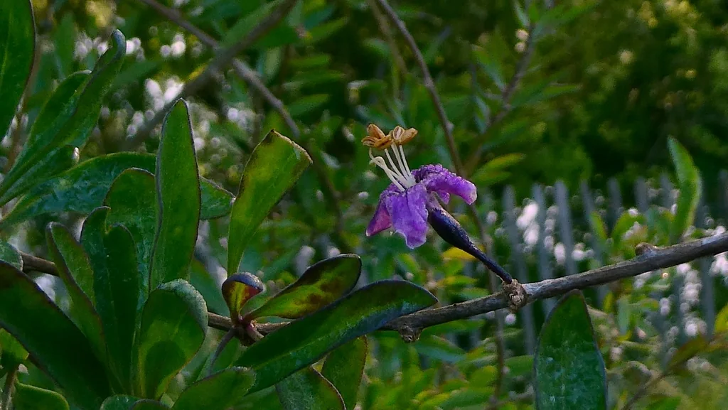 Lycium Barbarum