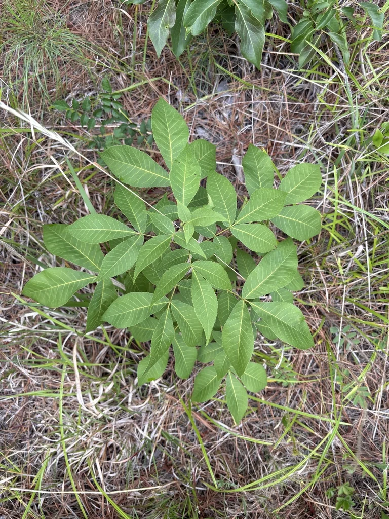 Carya Glabra