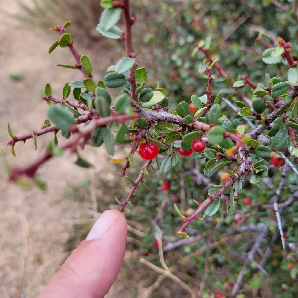 Rhamnus Crocea