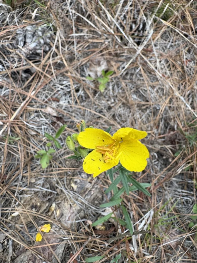 Oenothera Fruticosa