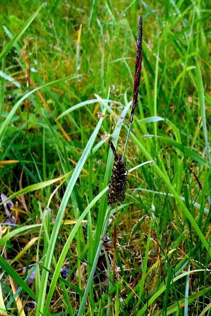Carex Flacca