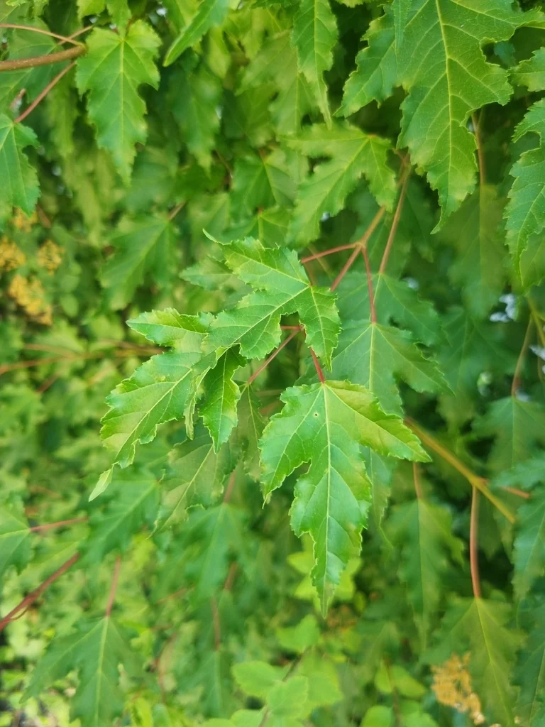 Acer Ginnala