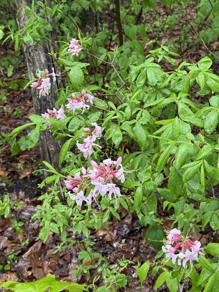 Rhododendron Periclymenoides