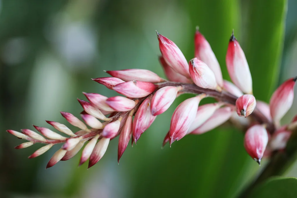 Alpinia Zerumbet