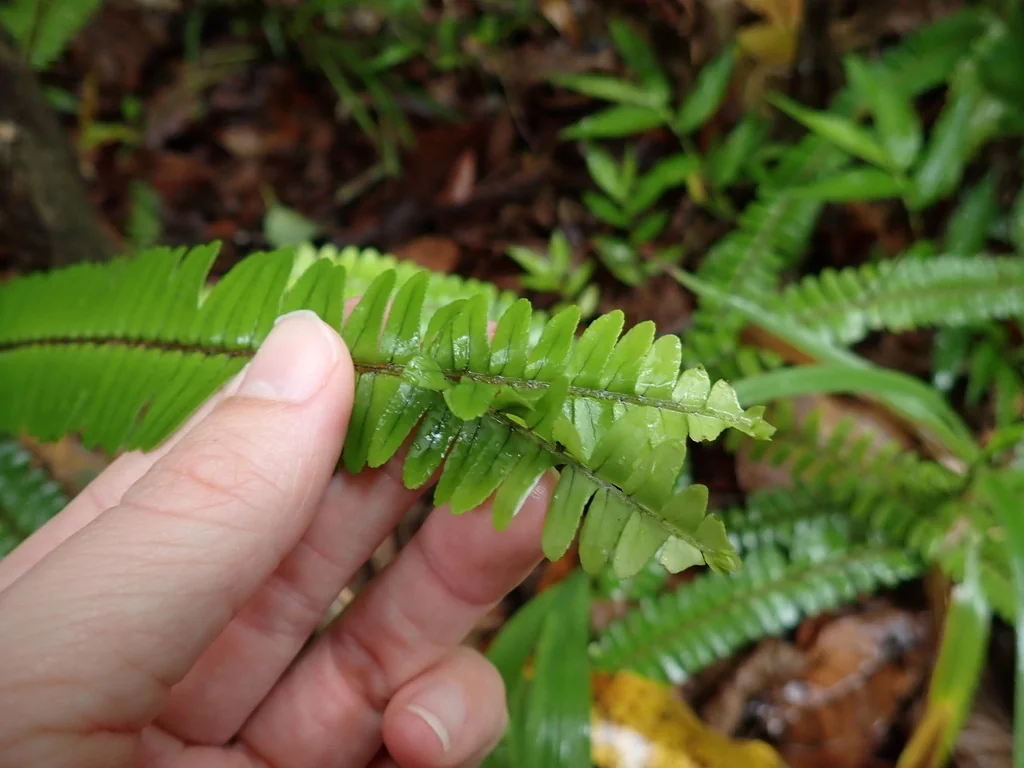 Nephrolepis cordifolia