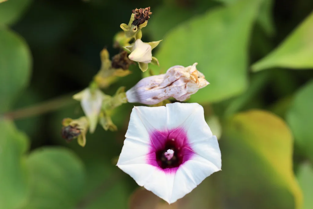 Ipomoea batatas