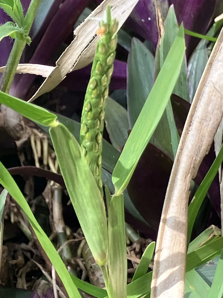 Stenotaphrum Secundatum