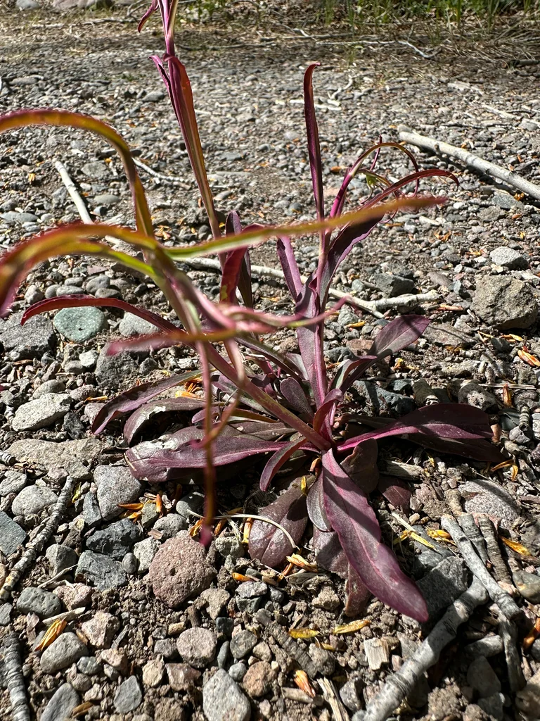 Penstemon barbatus