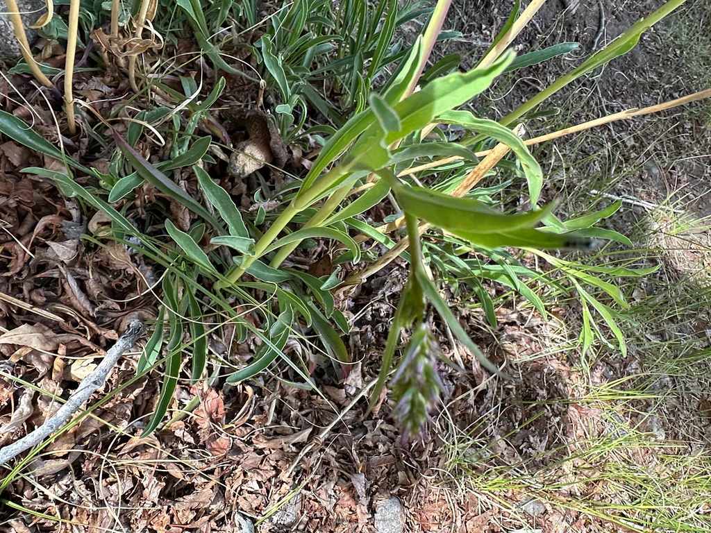 Penstemon Strictus