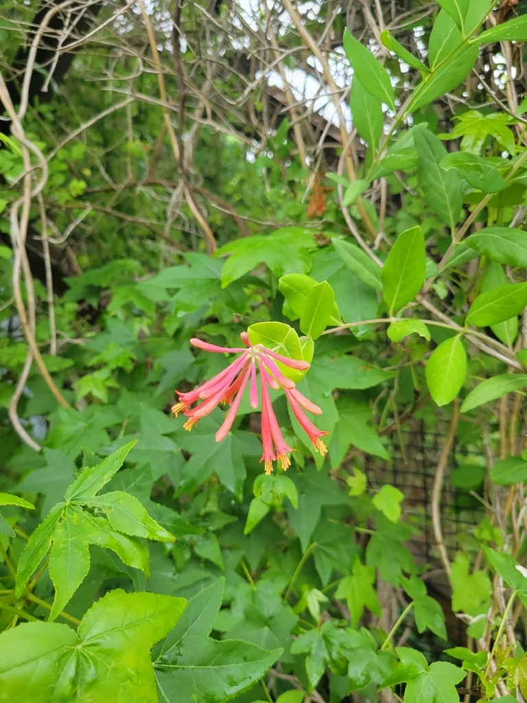 Lonicera Sempervirens