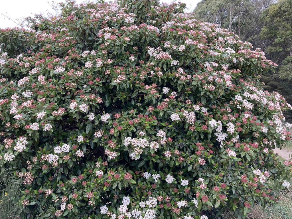 Viburnum Tinus