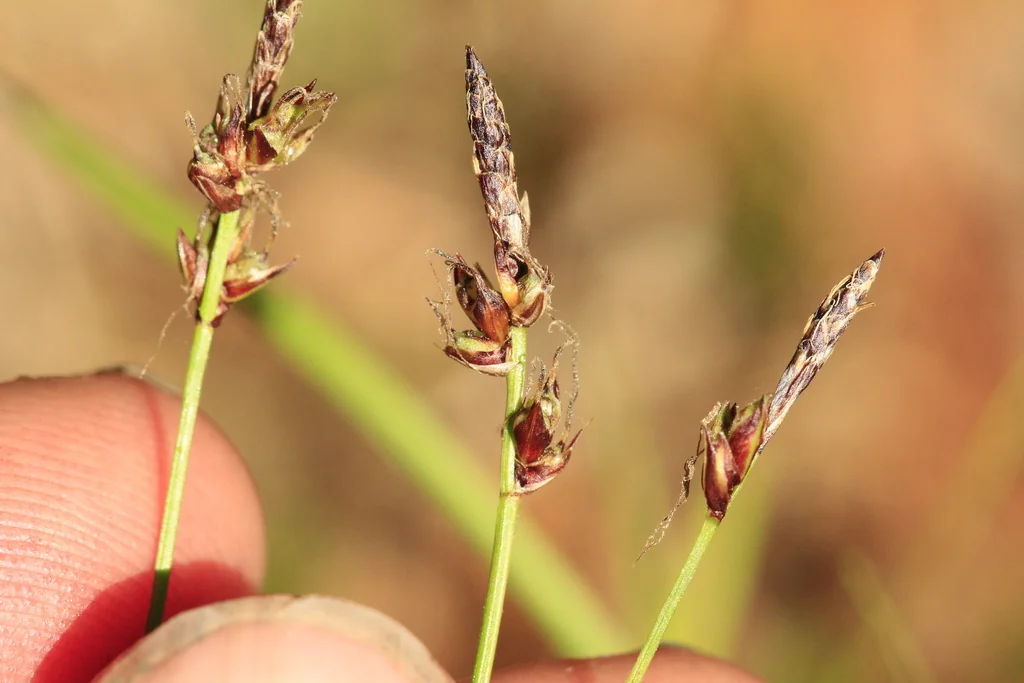 Carex Pensylvanica