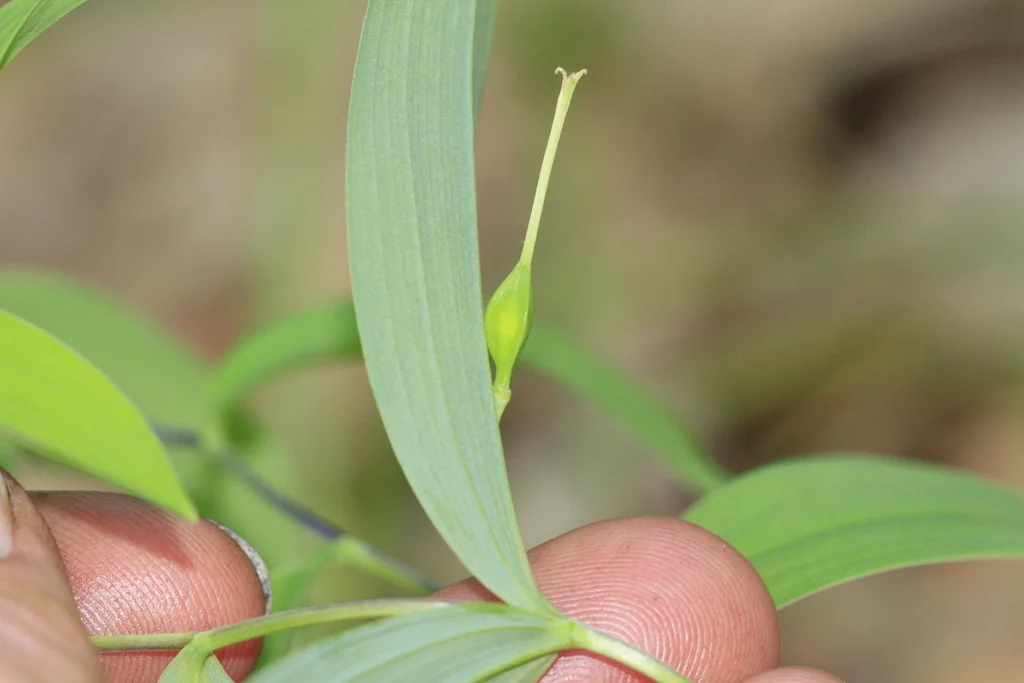 Uvularia Sessilifolia