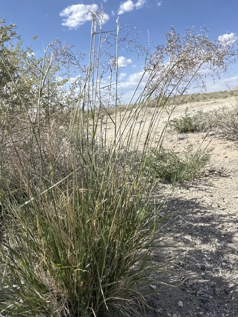 Sporobolus Airoides