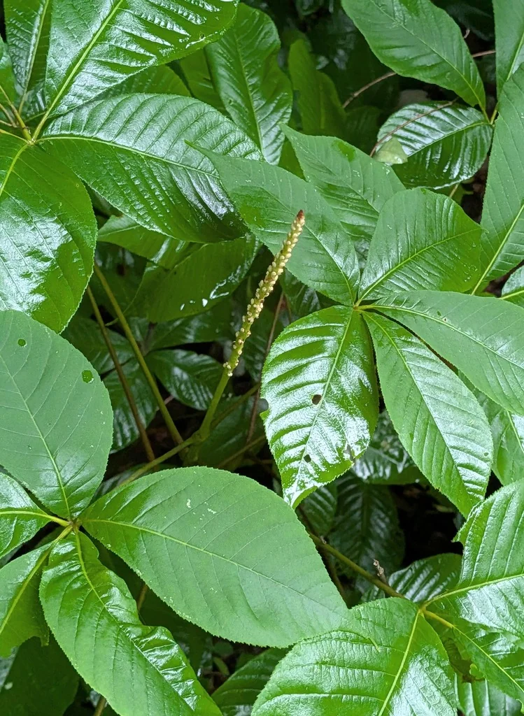 Aesculus Parviflora