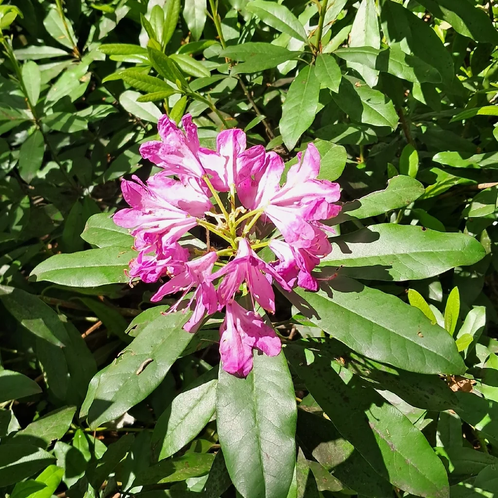 Rhododendron Ponticum