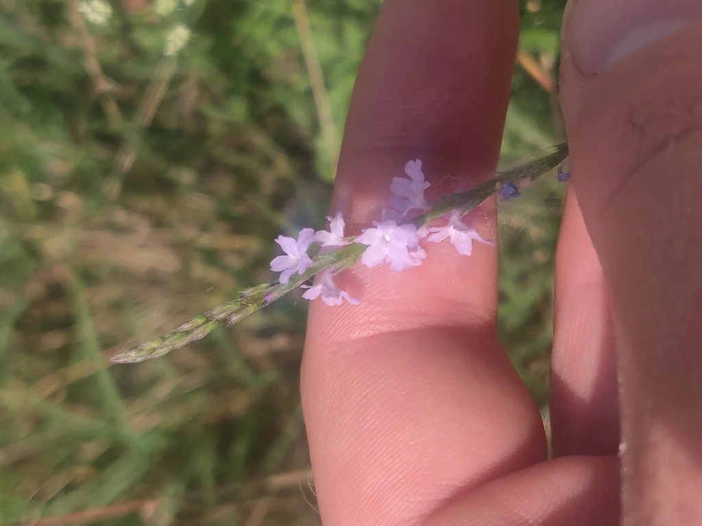 Verbena Halei