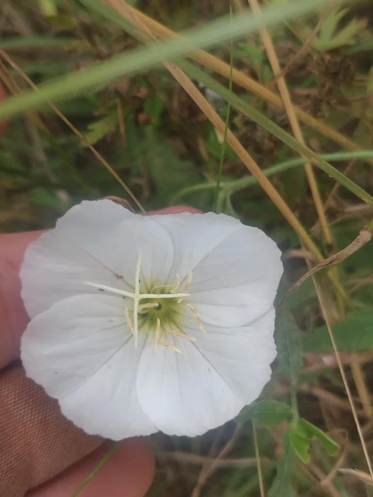 Oenothera Speciosa