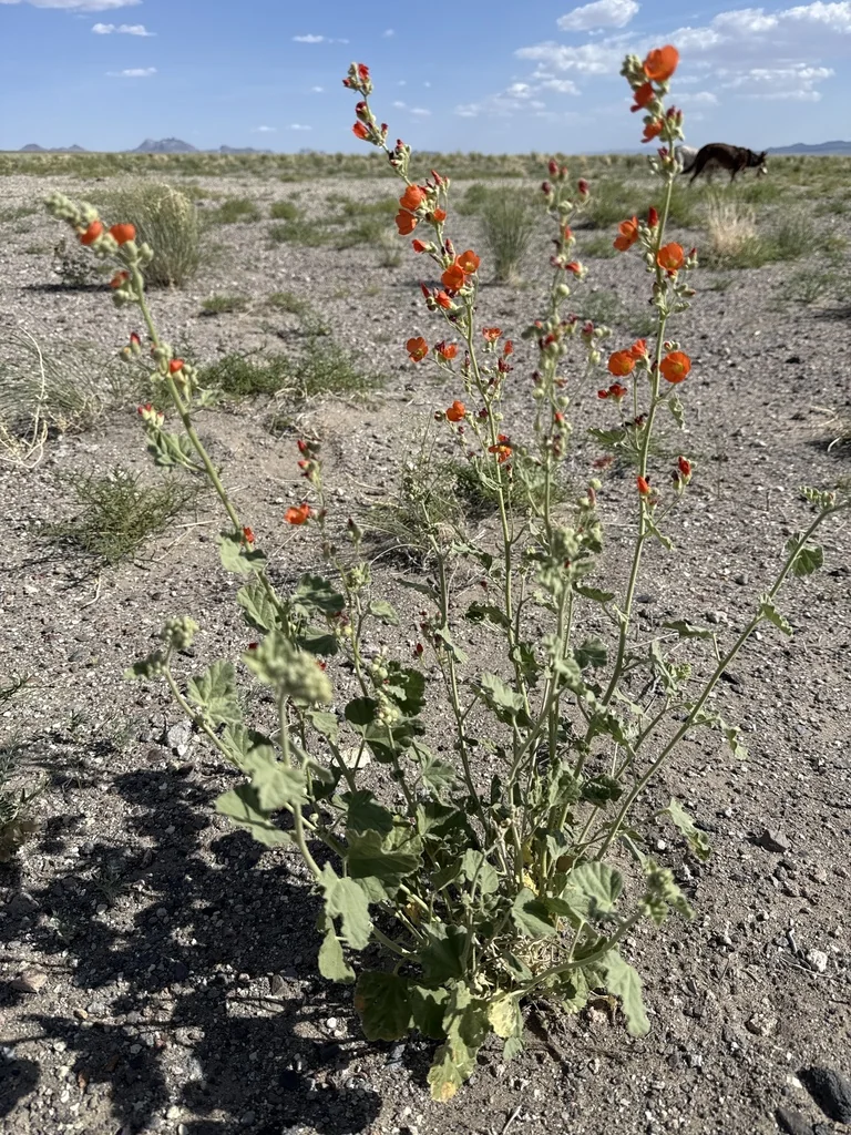 Sphaeralcea Ambigua