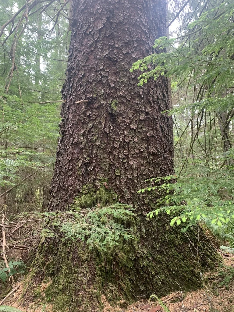 Picea Sitchensis