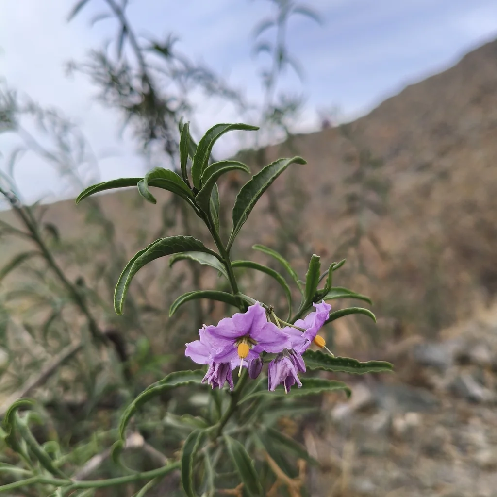 Solanum Crispum