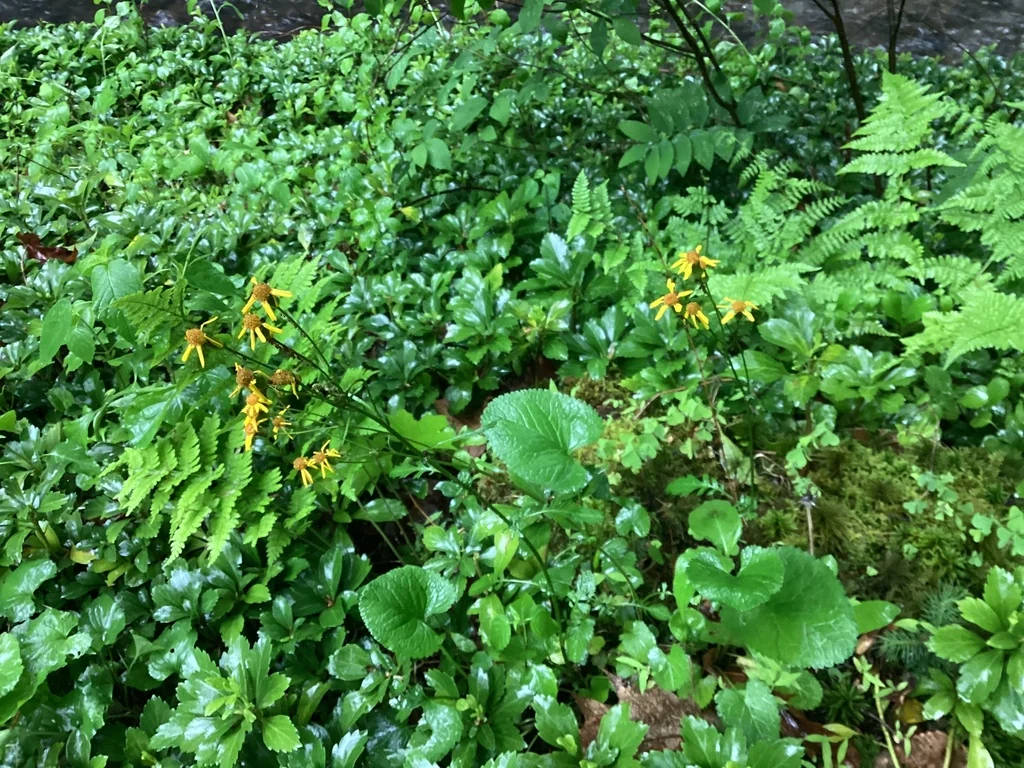 Senecio Aureus