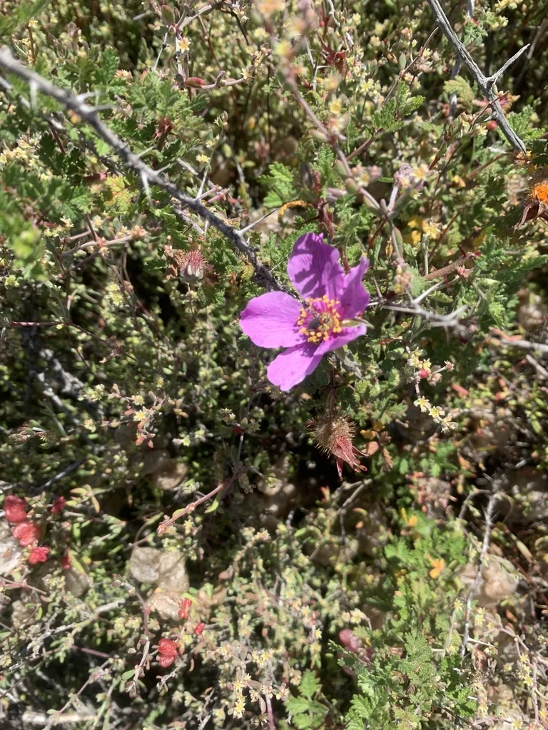 Rosa Minutifolia