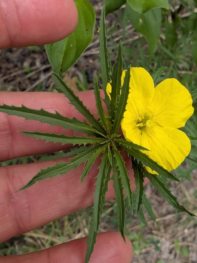 Calylophus Berlandieri