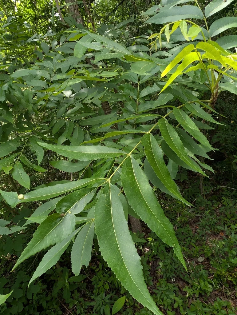 Carya illinoinensis